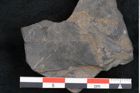 Foto (Detailansicht) von Cupanites novae zeelandiae Ettingshausen (NHMW-GEO-2024-0188-10258)